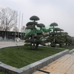 Stones mission.com,Langtaosha Granite,Xiamen Stones Mission Co.,Ltd,Langtaosha Granite