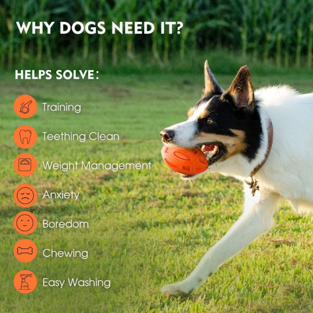 Squeaky Dog Toys