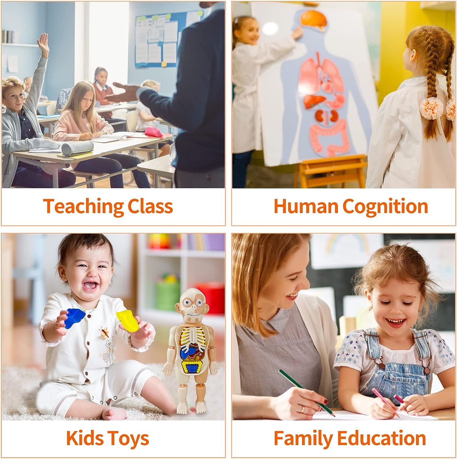 Kids Early Educational Learning Toys Human Organs Model
