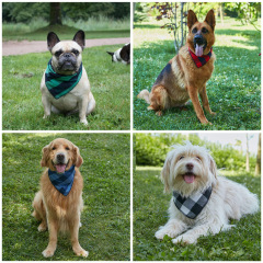 Pet Triangle Bandanna