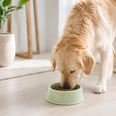 Round Plastic Pet Feeding Bowl