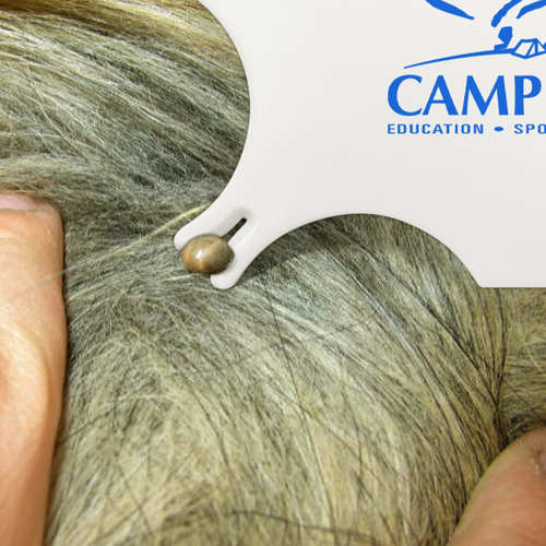 Lice Tick Detection Card With Magnifier