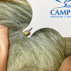 Lice Tick Detection Card With Magnifier