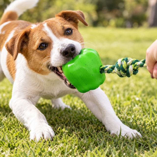 TPR Squeaky Dog Chew Ball