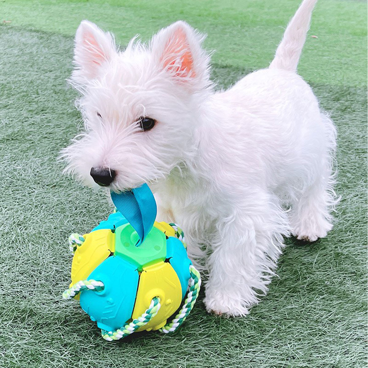 Interactive Dog Toy  Football