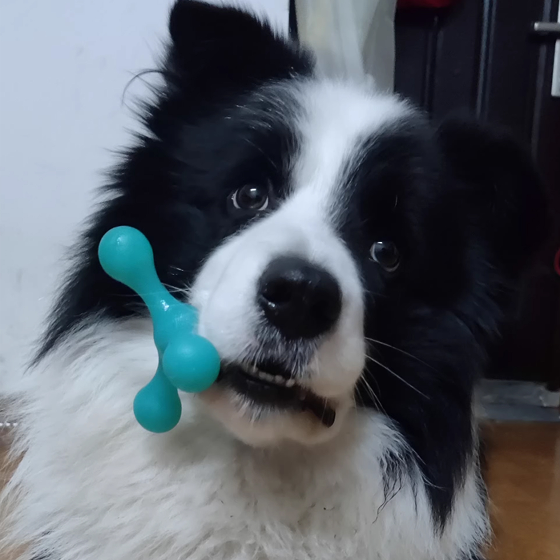 Dog Squeaky Chew & Training Toy