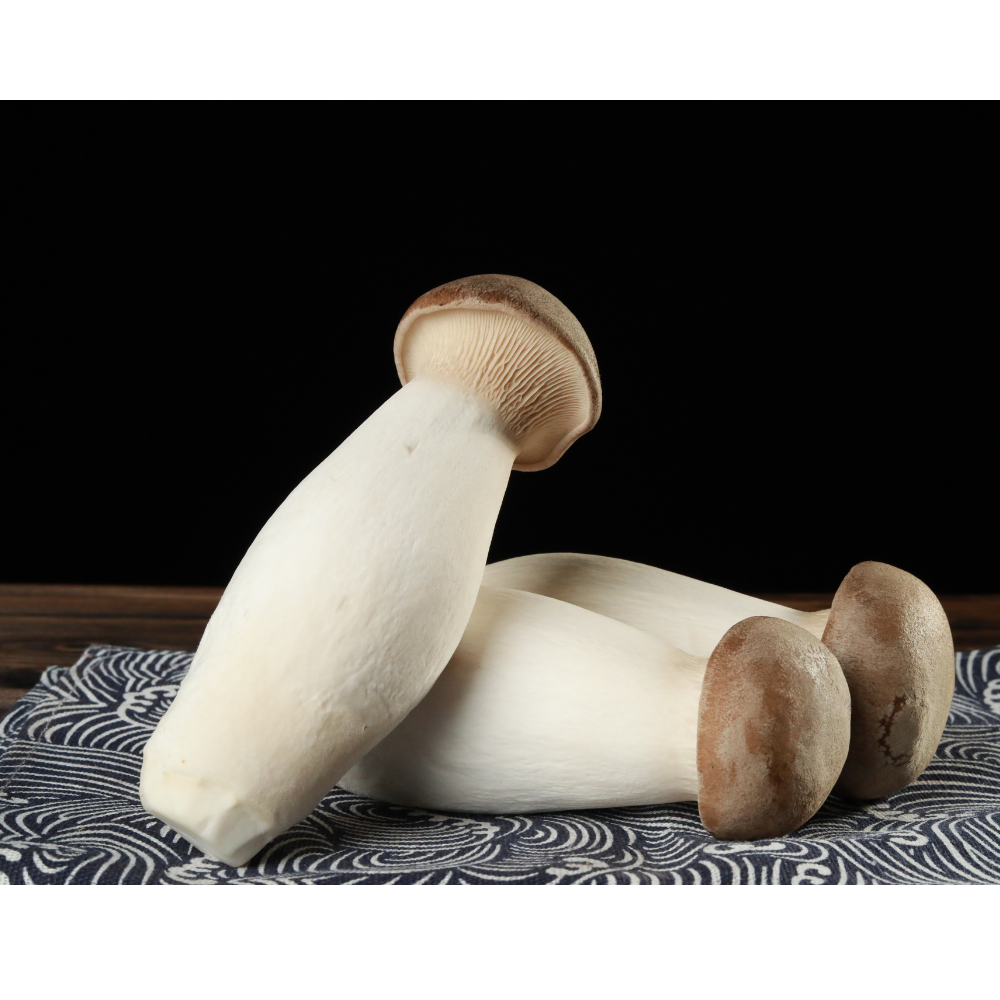 King Oyster (Pleurotus eryngii) — Profit-Ready Superfood for Distributors & Importers