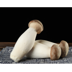 King Oyster (Pleurotus eryngii) — Profit-Ready Superfood for Distributors & Importers