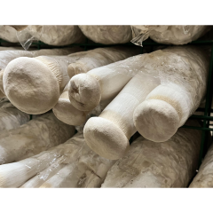 King Oyster (Pleurotus eryngii) — Profit-Ready Superfood for Distributors & Importers