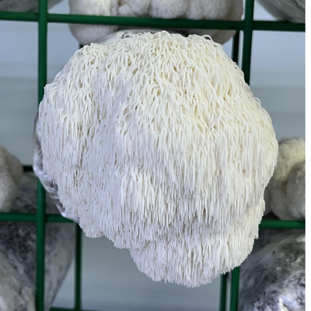 Lion’s Mane (Hericium erinaceus) — High-Margin Functional Mushroom for Distributors & Importers