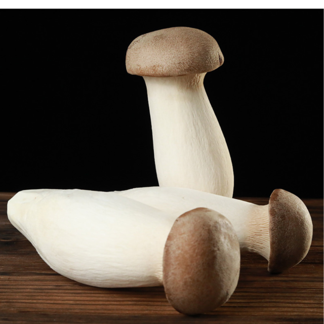 King Oyster (Pleurotus eryngii) — Profit-Ready Superfood for Distributors & Importers