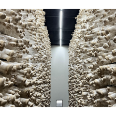 King Oyster (Pleurotus eryngii) — Profit-Ready Superfood for Distributors & Importers