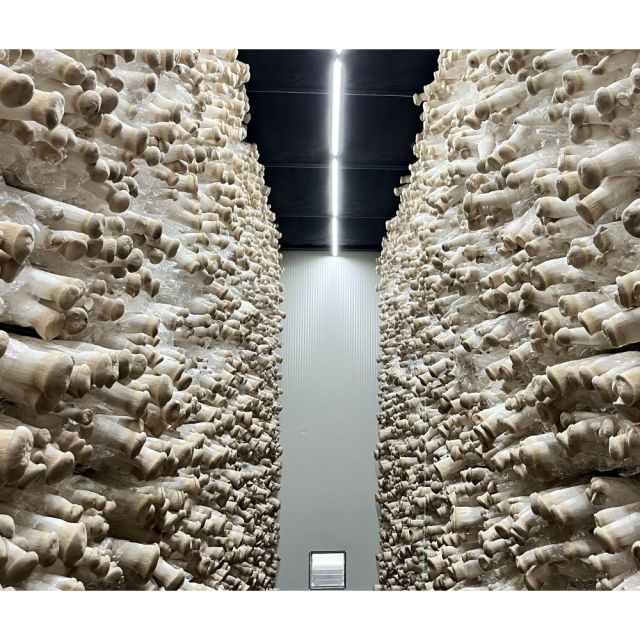 King Oyster (Pleurotus eryngii) — Profit-Ready Superfood for Distributors & Importers