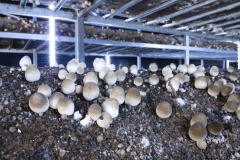 Premium Straw Mushroom – Volvariella volvacea for Global Distribution