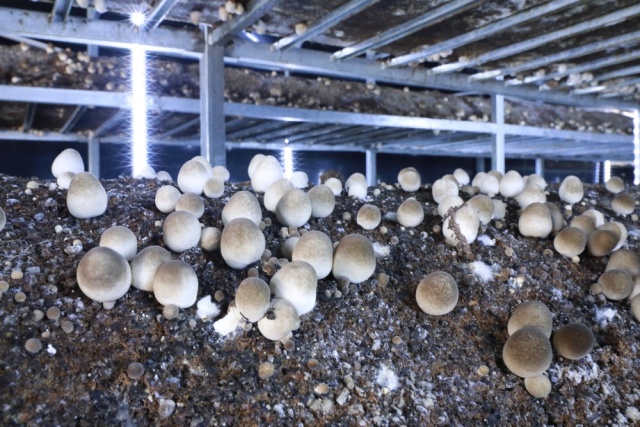 Premium Straw Mushroom – Volvariella volvacea for Global Distribution