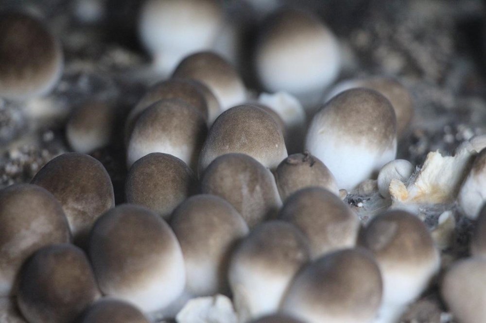 Premium Straw Mushroom – Volvariella volvacea for Global Distribution
