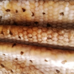 Short Plush Animal Print Faux Fur Fabric For Rugs Fashion Garments and Display Decoration