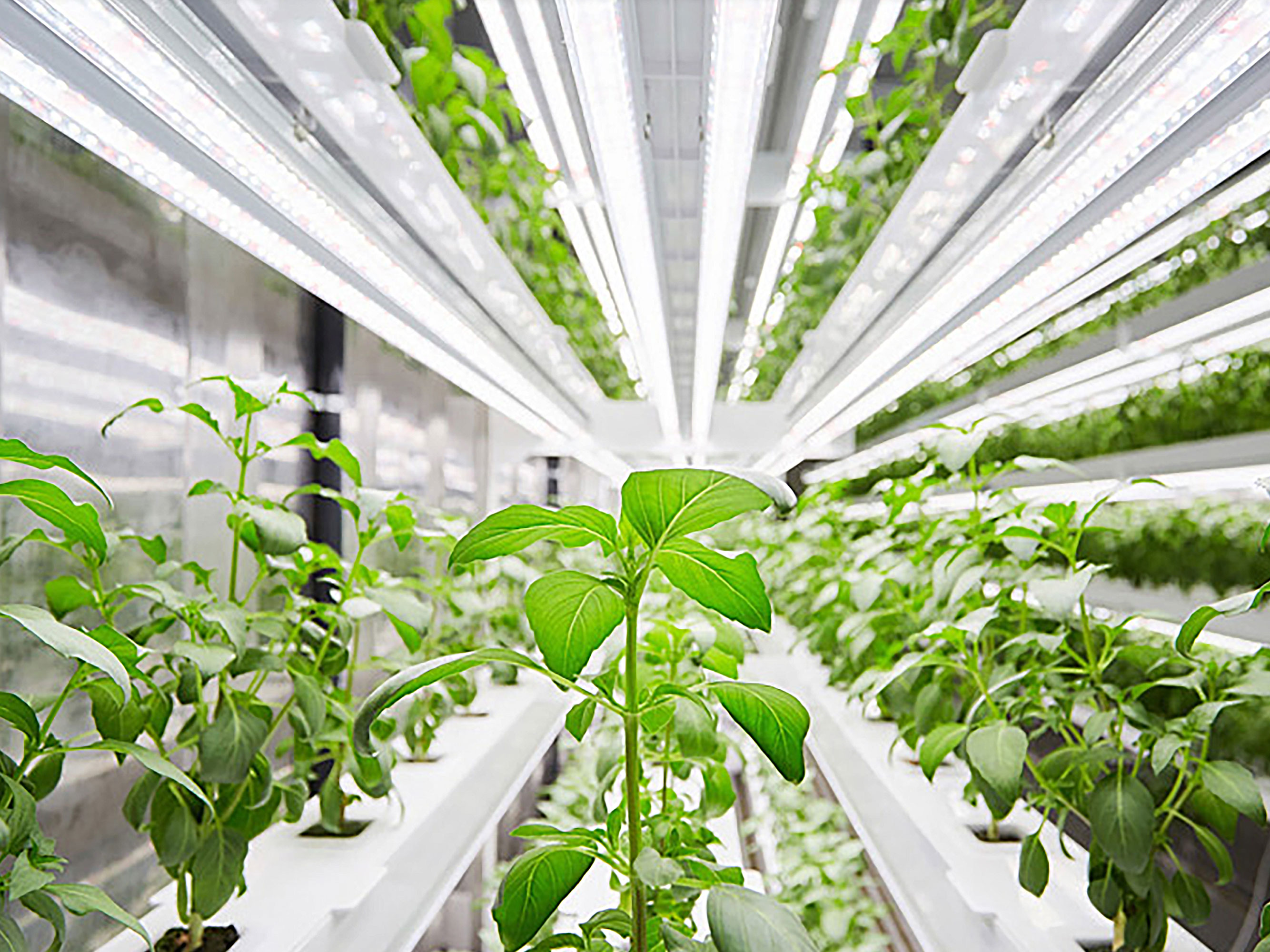 The Code of Light: How Plant Lighting Reshapes Modern Agriculture and Life Rhythms