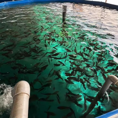 18000 Liters Diameter 4m Height 1.45m Fish Farming Equipment Pond Fish Farming Tank Fish Breeding Pool With RAS System