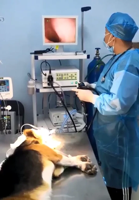 ヨーロッパのペット専門獣医機器ポータブルビデオ内視鏡胃カメラ