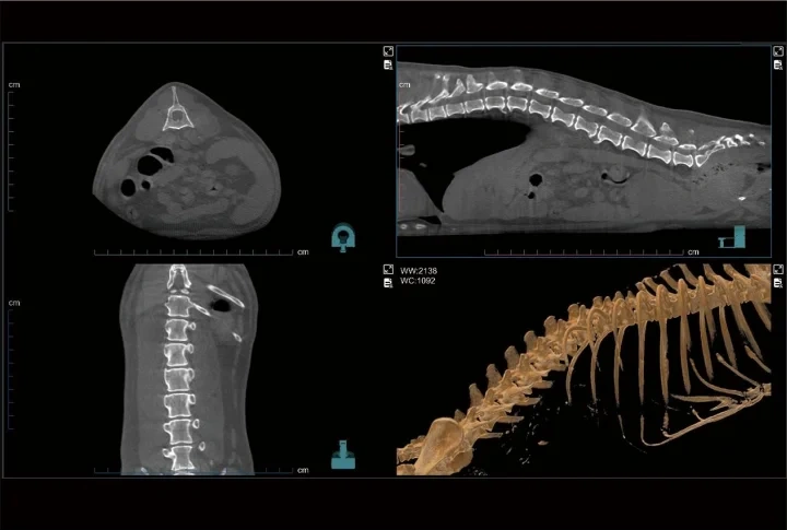 EUR VET Animal Hospital Computed Tomography System Multi-Function Veterinary Diagnostic Equipment CT Scanner