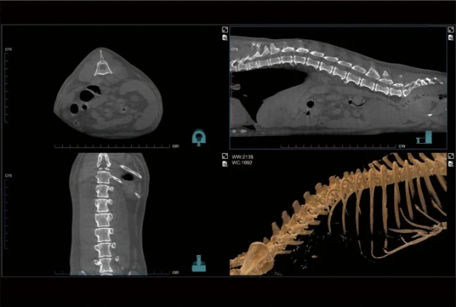 EUR VET Animal Hospital Computed Tomography System Multi-Function Veterinary Diagnostic Equipment CT Scanner