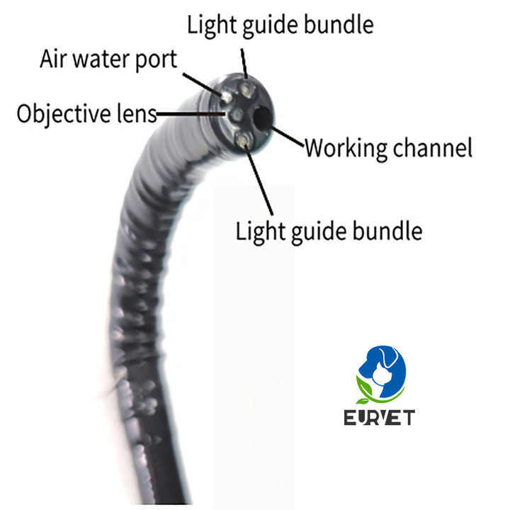 EUR VET Professional Vet Video Gastroscope for Animal Clinics Veterinary Equipment Veterinary Medical Colonoscope on Sale