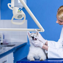 EUR PET High Quality Animal Led Light Veterinary Equipment Favorable Clinic Ceiling Led Exam Light