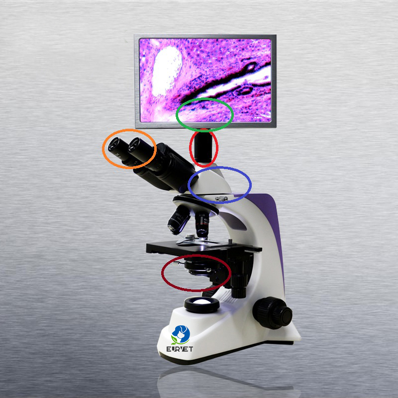 EUR VET Great Quality Optical Biological Microscope Veterinary Equipment Veterinary Inverted Biological Microscopes With Camera