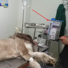 EUR PET High Cost-effective Pet Hospital Surgical Equipment Portable Veterinary Anesthesia Gas Machine