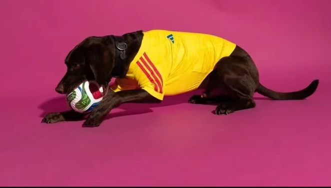 2026 World Cup Colombia  Pet dog  jersey