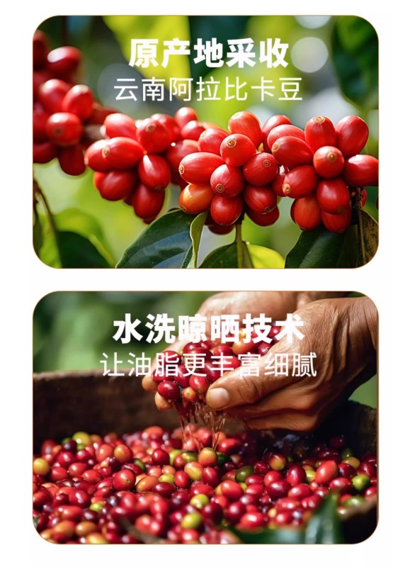 G0039 Yunnan Small-Bean Arabica Coffee Beans 500g - Yunnan