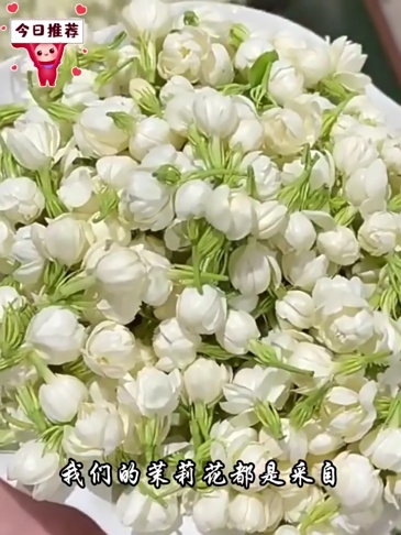 G0045 Jasmine dried flower tea 50g per package