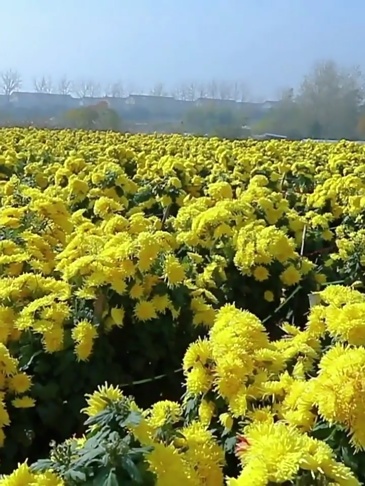 G0051 Extra large Golden Thread Imperial Chrysanthemum dried flowers, 9-11cm per flower, 50 packs per package