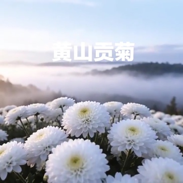 G0056 Huangshan Chrysanthemum Tea 50g
