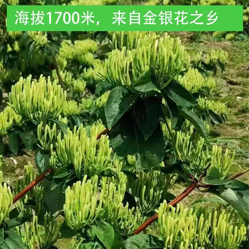 G0057 Honeysuckle Dried Flower Tea 100g