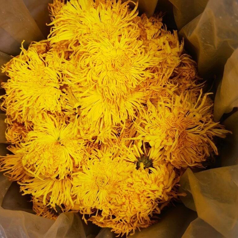 G0051 Extra large Golden Thread Imperial Chrysanthemum dried flowers, 9-11cm per flower, 50 packs per package