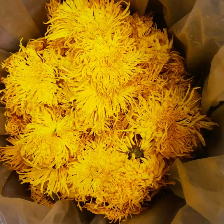 G0051 Extra large Golden Thread Imperial Chrysanthemum dried flowers, 9-11cm per flower, 50 packs per package