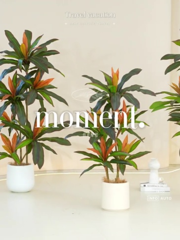 H0053 Artificial Red Edge Dracaena Indoor Potted Plant 1.8m