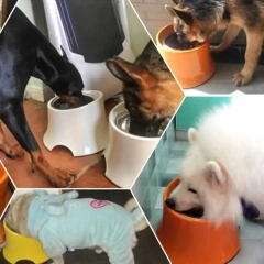 Most Popular Pet Products Stainless Dog Bowl Customize Dog High Food Bowl for Dogs Melamine Ceramics Pet Bowls & Feeders Manual