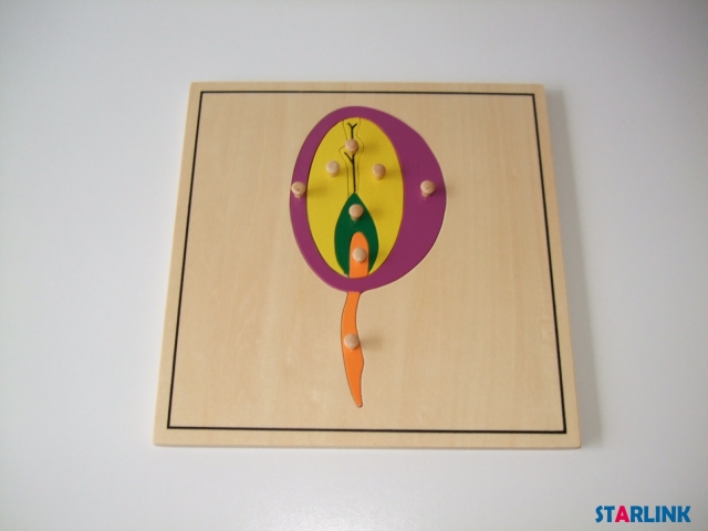 Baby Educational Montessori Material Wooden Jigsaw Puzzle Seed Puzzle Kids Toy Play Fun