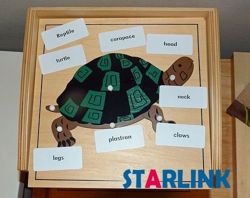 Montessori Materials Educational Tools Animal Turtle Puzzle Preschool Early Montessori Toys for Toddlers