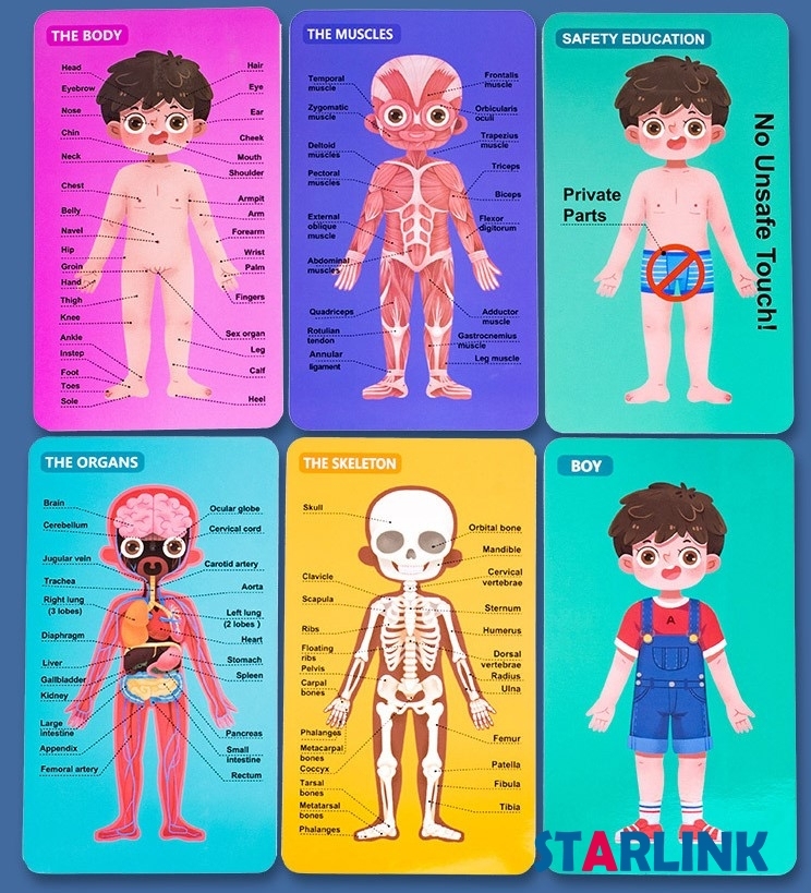 Children Body Cognition Wooden Puzzle Boy Girl Grow up Body Structure Anatomy Jigsaw Puzzles Montessori Toys for Toddlers