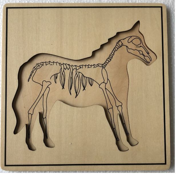 Starlink Custom Kids Wooden Educational Montessori Materials Animal Skeleton Puzzle Toy