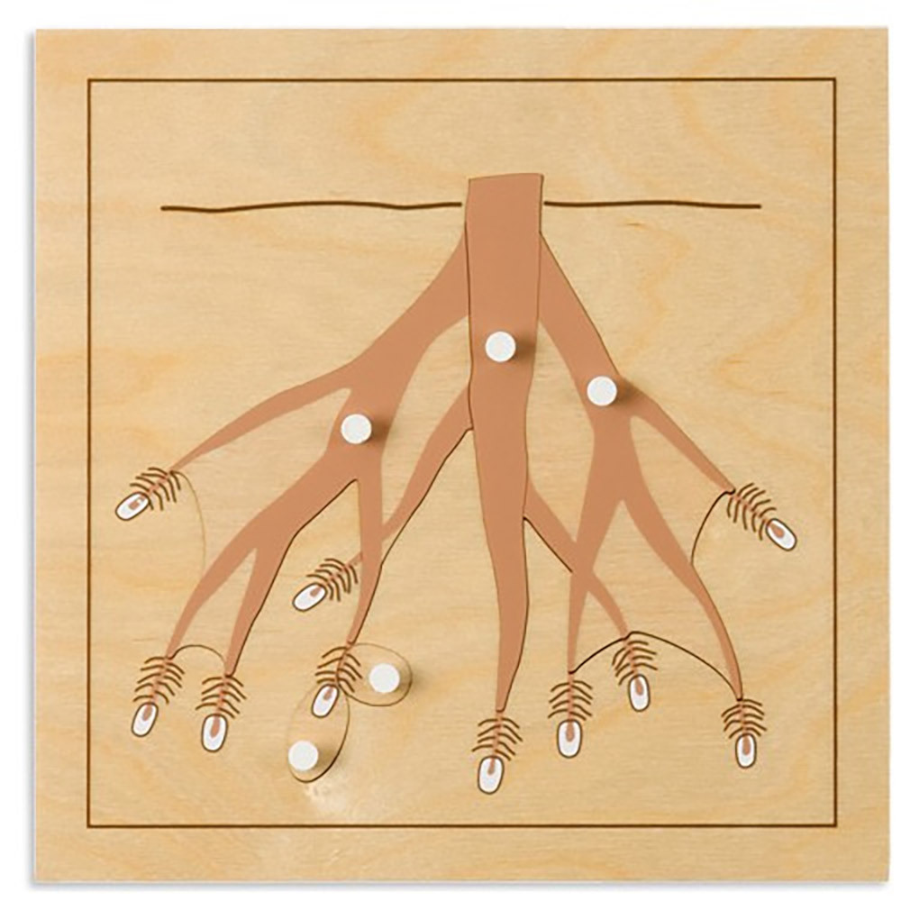 Montessori Toys Wooden Teaching Equipment Botany Puzzle Cabinet For Preschool Kids Toys