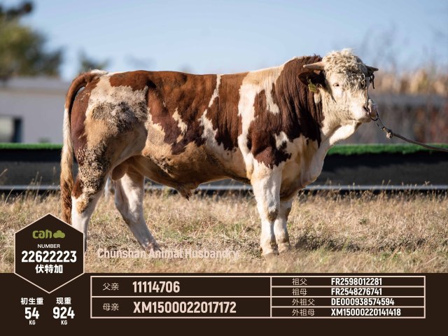伏特加