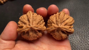 This exclusive variety – "Imperial Dragon" coarse-veined tri-lobed walnuts – are naturally grown on heritage trees. These organically formed triangular anomaly walnuts represent perfectly matched pairs from century-old specimens. Renowned for their rapid
