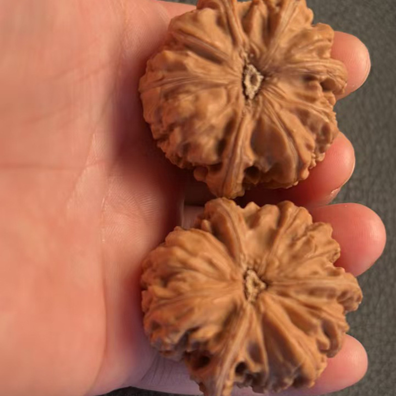 文玩核桃小众品种御龙粗筋三棱天然生长老树果上色快货源直发