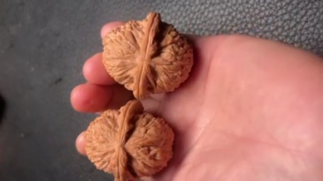 White Lion Head, China's intangible cultural heritage Wenwen walnut, an exquisite pair of old tree fruit coloring, this is a walnut that likes to grow three edges, and its trend in the later period is quite fast, it is a great gift and health artifact.