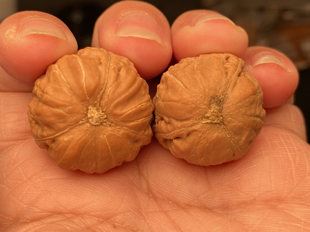 Wild Autumn Nut with Three Edges